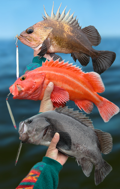 Rockfish of Alaska Articles