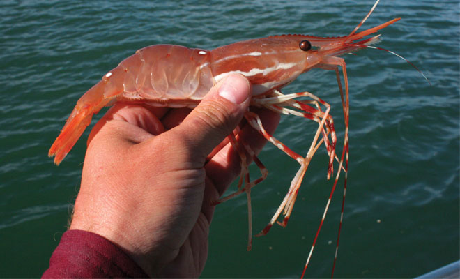 Shrimp Fever: Catch it