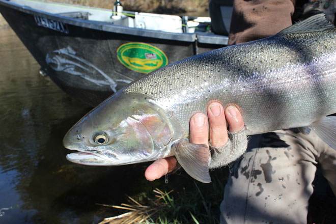 Steelhead Primer