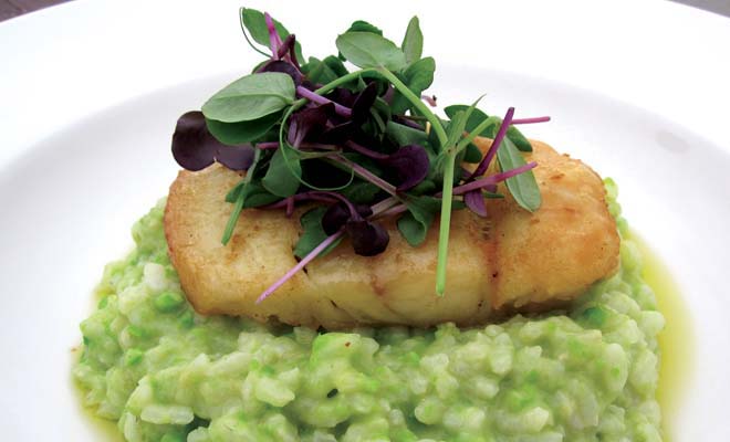 Homestead Restaurant Halibut Sweet Pea & Lemon Risotto