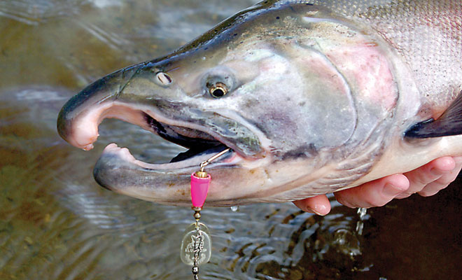 Salmon Fishing Articles