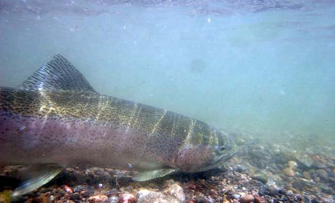 Underwater Rainbow