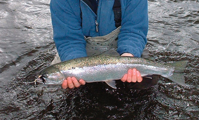 Karluk River Steelhead Fishing 