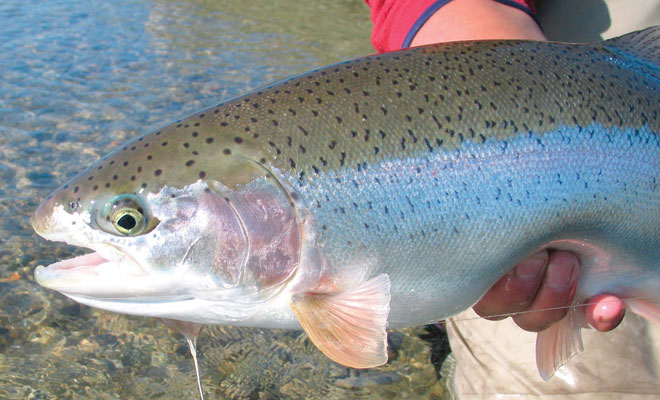 Kvichak River - Chasing Rainbows