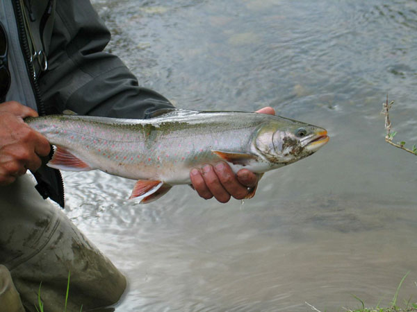 Fairbanks Arctic Char