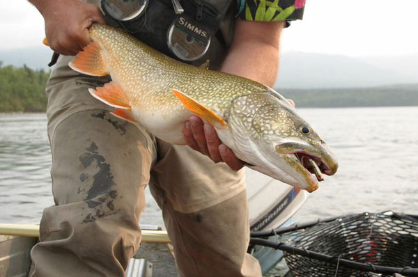 Fairbanks Lake Trout