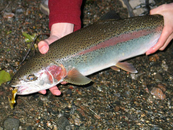 Fairbanks Rainbow Trout