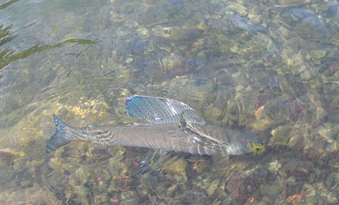 Arctic Grayling