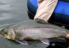 Arctic Char