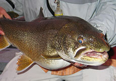 Lake Trout