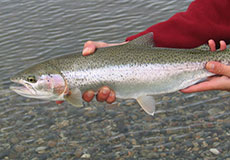 Rainbow Trout