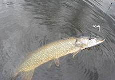 Northern Pike