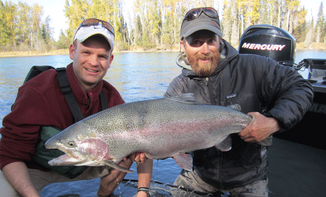 Fall Rainbow Trout, Alaska Fishing Articles