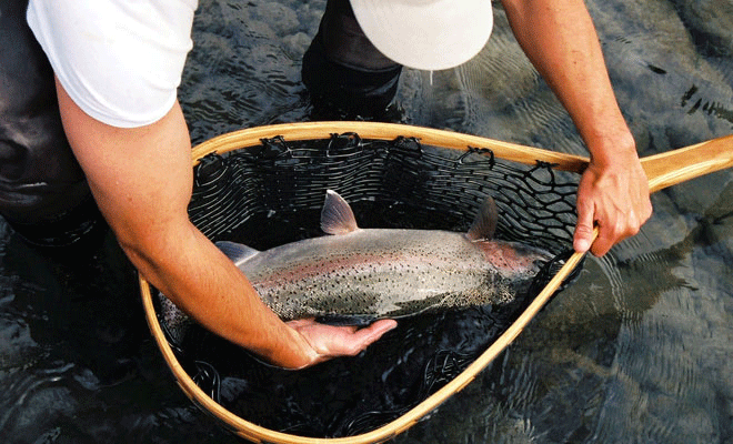Midsummer Rainbows img