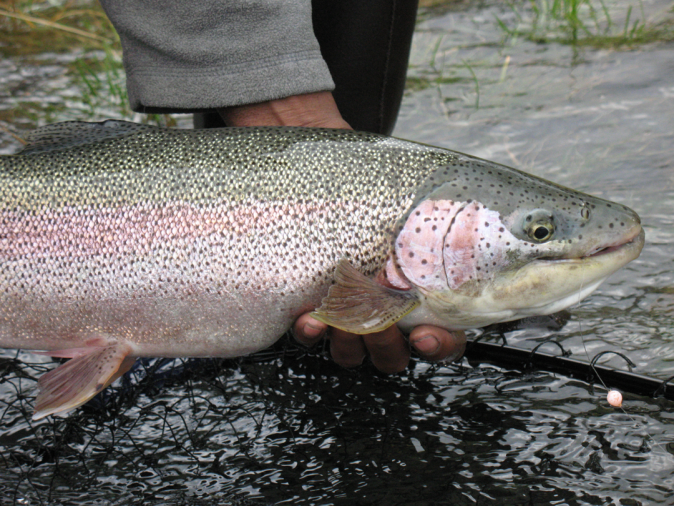 How-to-take-better-fish-pics-6.png