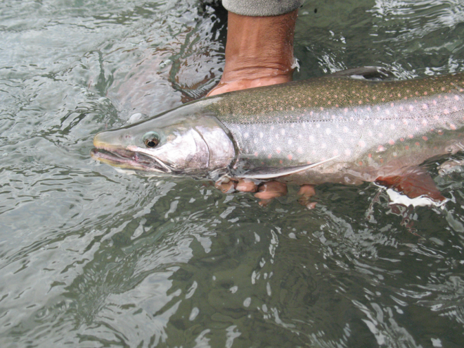 How-to-take-better-fish-pics-10.png