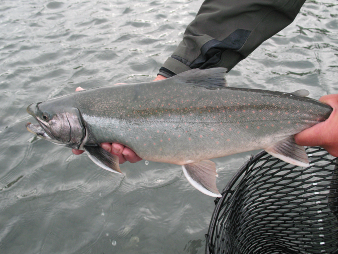How-to-take-better-fish-pics-7.png