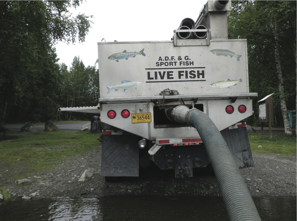 Stocking Fish Anchorage Fish Hatchery Fish Alaska Magazine