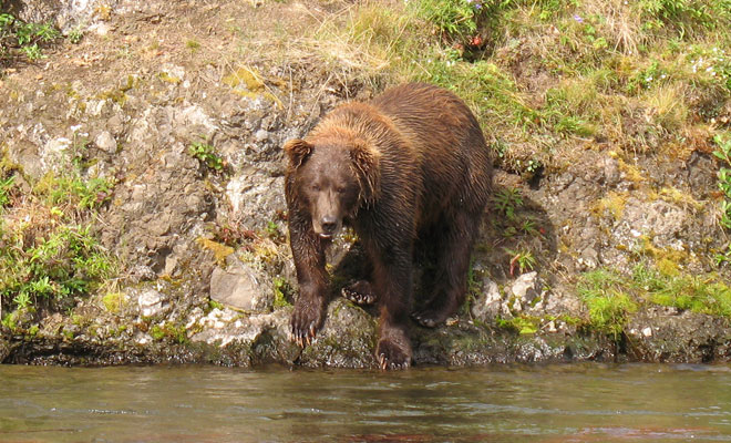 We remember less fishing trips without seeing bears than we do with seeing them so it pays to be familiarwith how to act in bear country. © Wayne Norris
