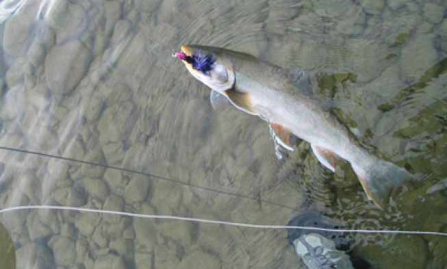 Fairbanks Arctic Char img