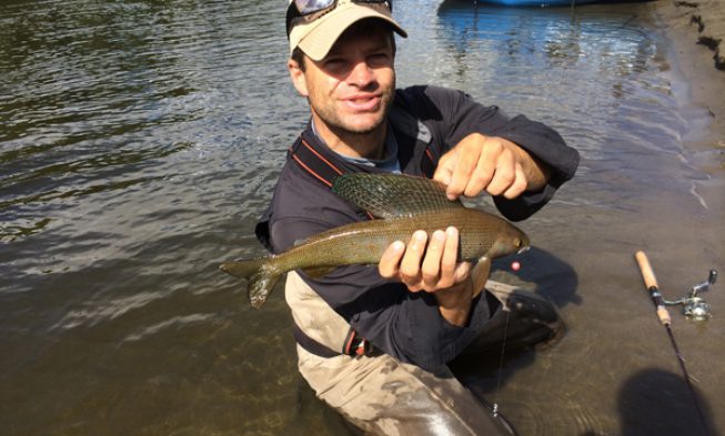 Fairbanks Grayling img