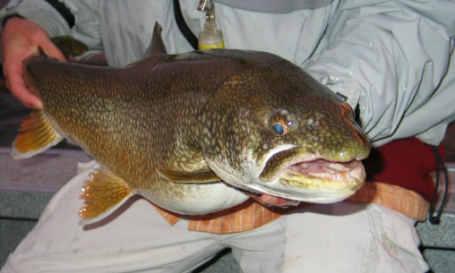 Fairbanks Lake Trout img