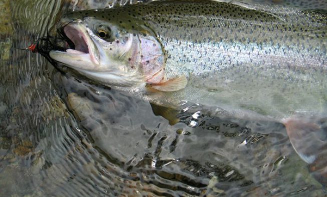 Fairbanks Rainbow Trout img