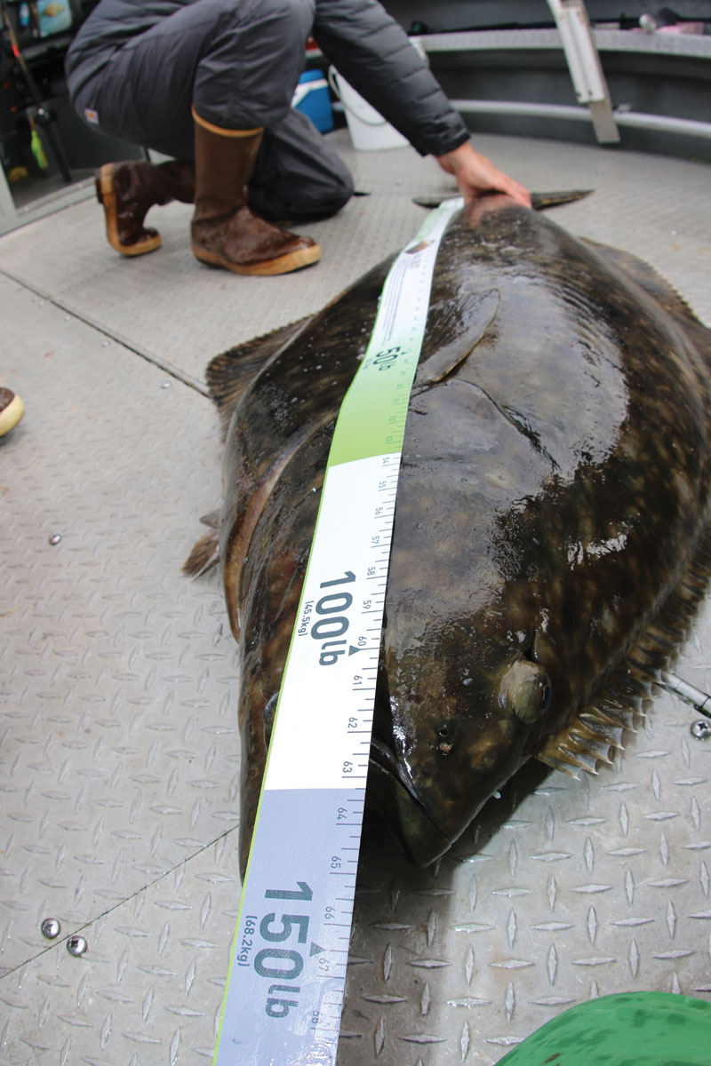 Halibut-Release-Ruler.jpg