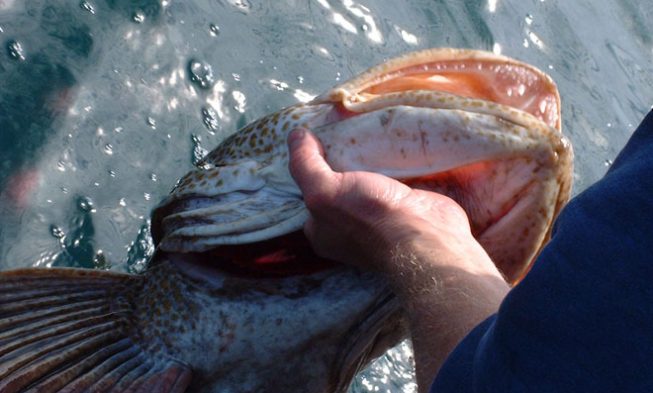 Other Valdez Fish Species img
