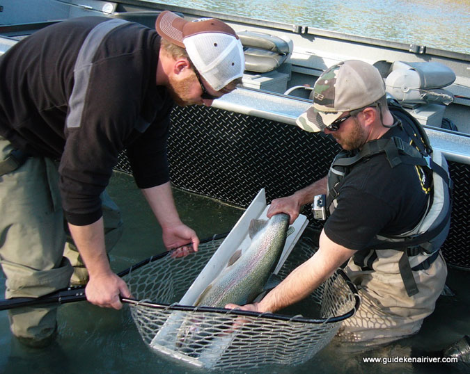 Photogenic-Rainbow-Trout-Alaska-Drift-Away-4.jpg