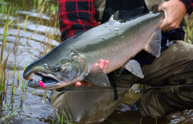 RicheyAdvancedSpinTechPink_spinner_coho.jpg