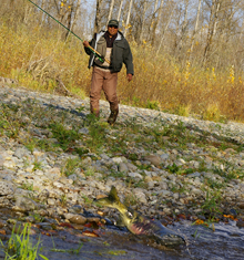 Landing a chum. © Terry Sheely