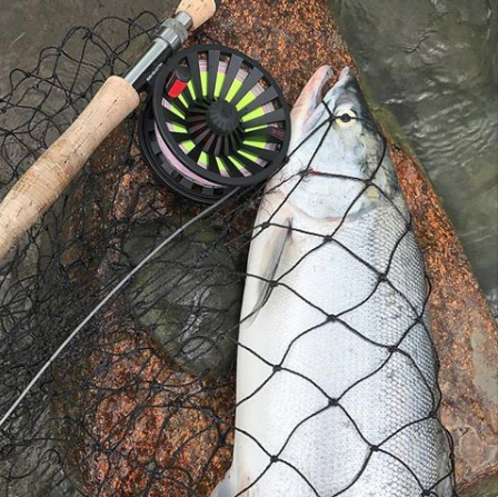 Screen Shot 2017-07-11 at 2.21.39 PM.png