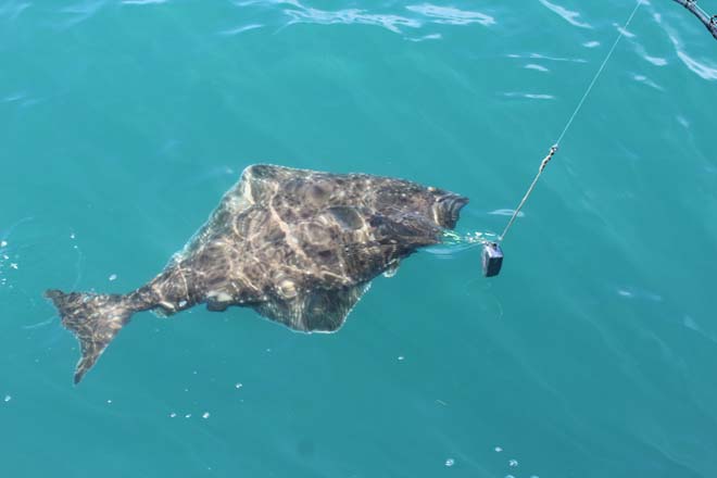 WayneDeepCreekHalibutFishingReport.jpg