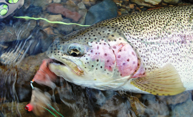 Another Moraine Creek rainbow that fell victim to articulated flesh.