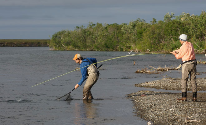 The author brings a Kanektok River rainbow to the net during an autumn outing that was primarily geared around fishing for coho.