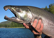 Kenai River Silver Salmon