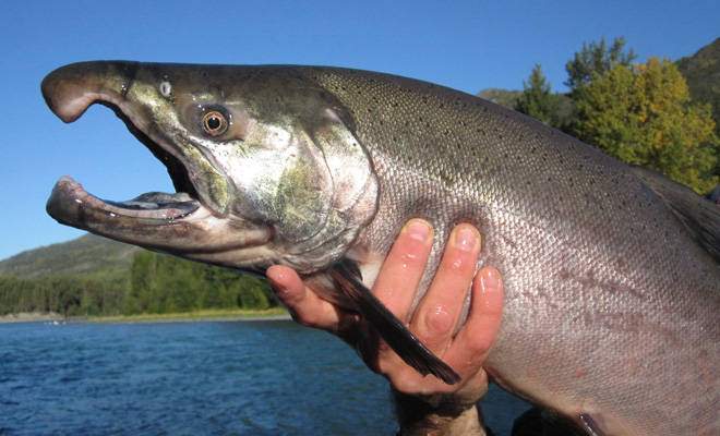 Kenai River Silver Salmon