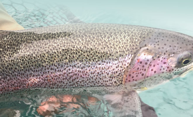 192 Years of Trout Secrets - Fish Alaska Magazine