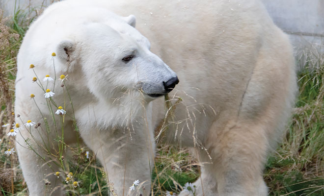 Cranberry Polar Bear Anchorage Zoo