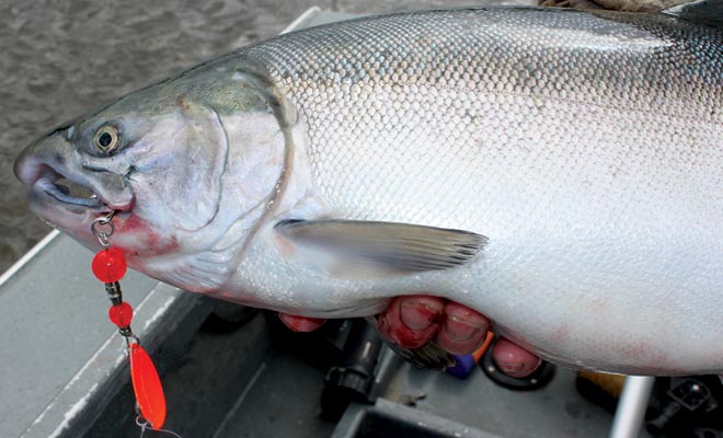 Silver Salmon fishing