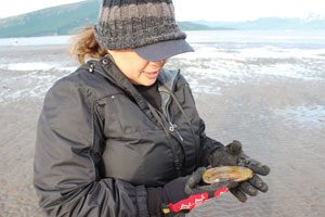 Cook Inlet razor clams