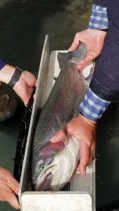 Kenai River Rainbow Trout measuring