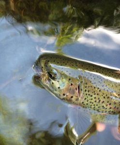 rainbow trout with fly in mouth