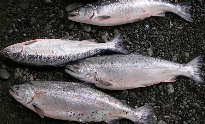 kenai silver salmon