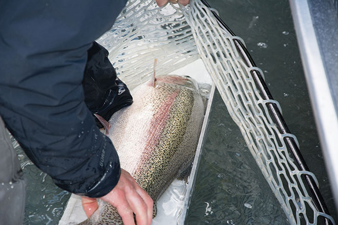 Measuring a rainbow Measuring fish
