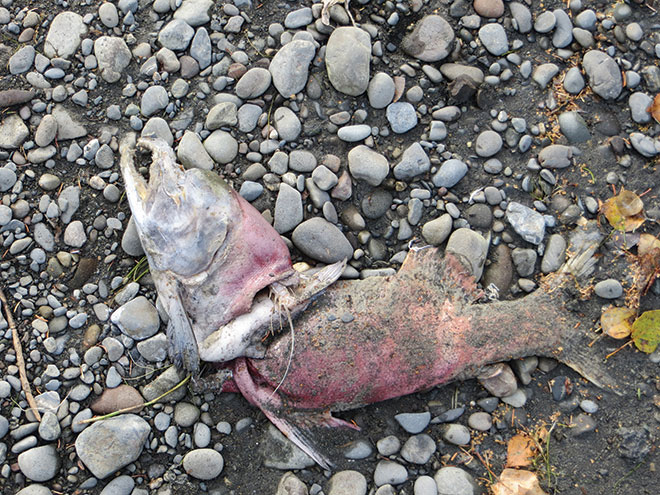 Kenai salmon carcass