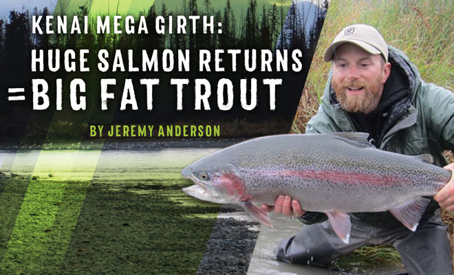 Kenai Mega Girth Kenai River rainbow trout