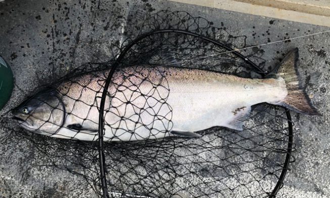 Feeder Kings: Pursuing Saltwater Kings img