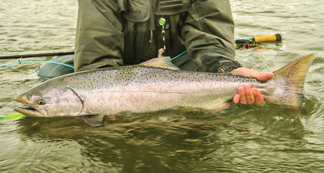 Kanektok River king salmon